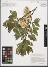 Foto von Salix mielichhoferi Saut.